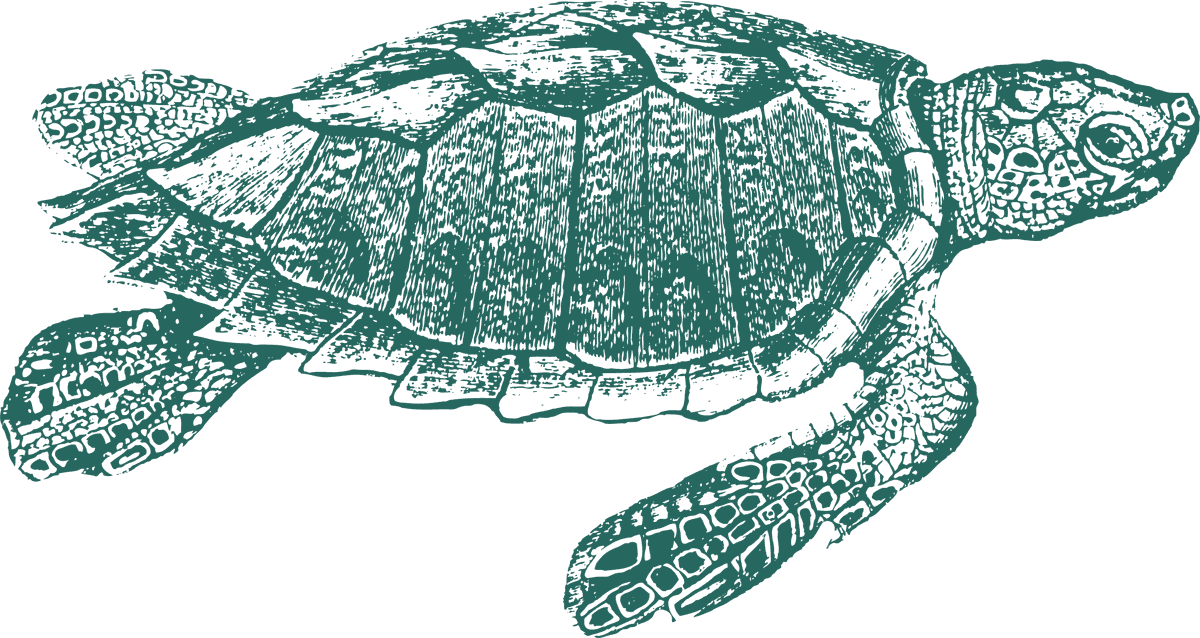green turtle old style drawing turtles