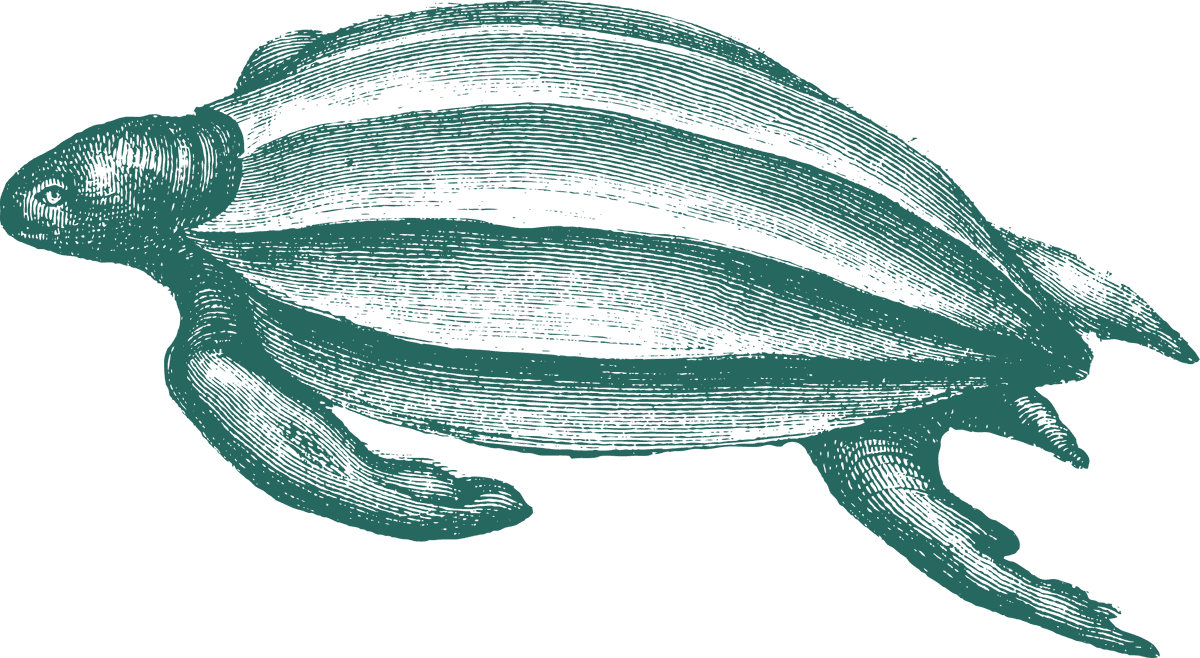 green turtle old style drawing turtles