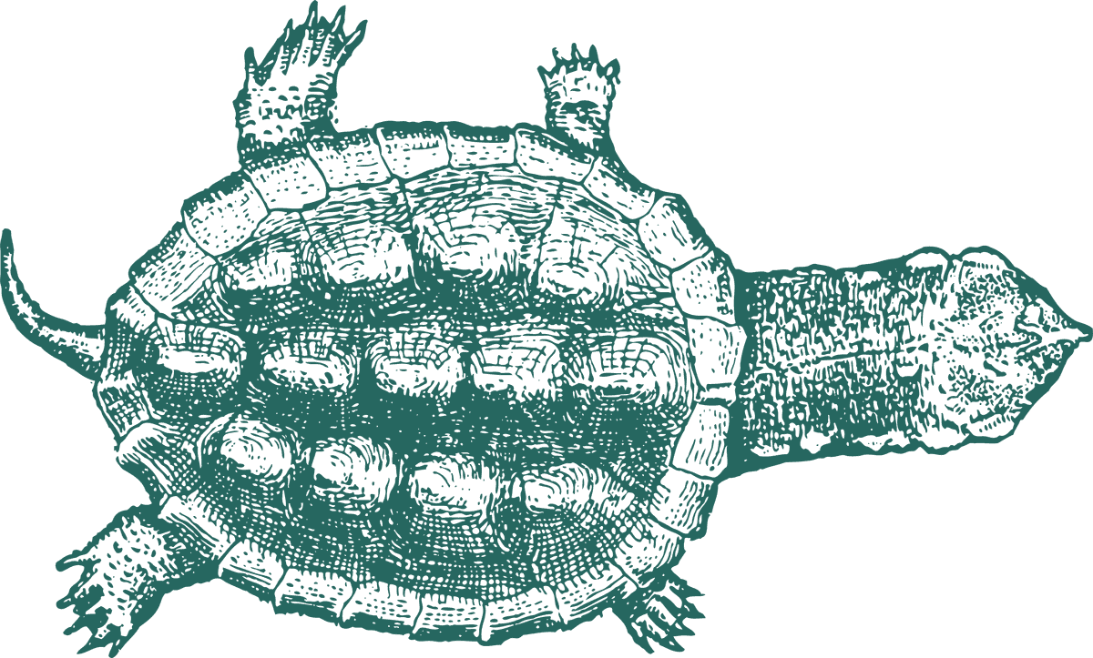 green turtle old style drawing turtles