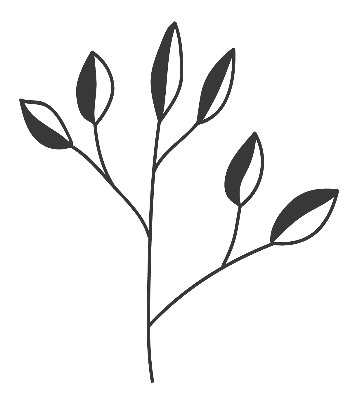 hand drawn branching nature elements botanical illustrations for invitations
