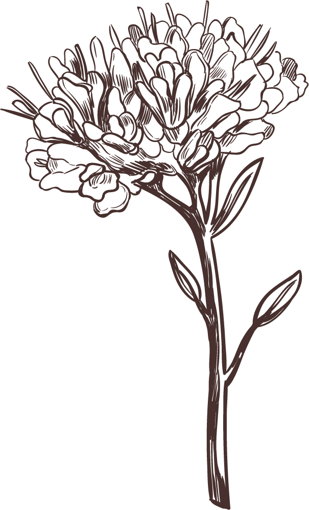 hand drawn medical herbs collection for natural wellness and decorative art projects