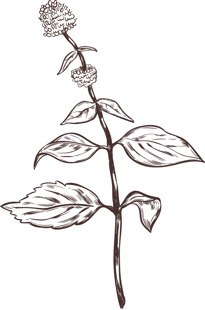 hand drawn medical herbs collection showcasing unique plant illustrations for wellness applications