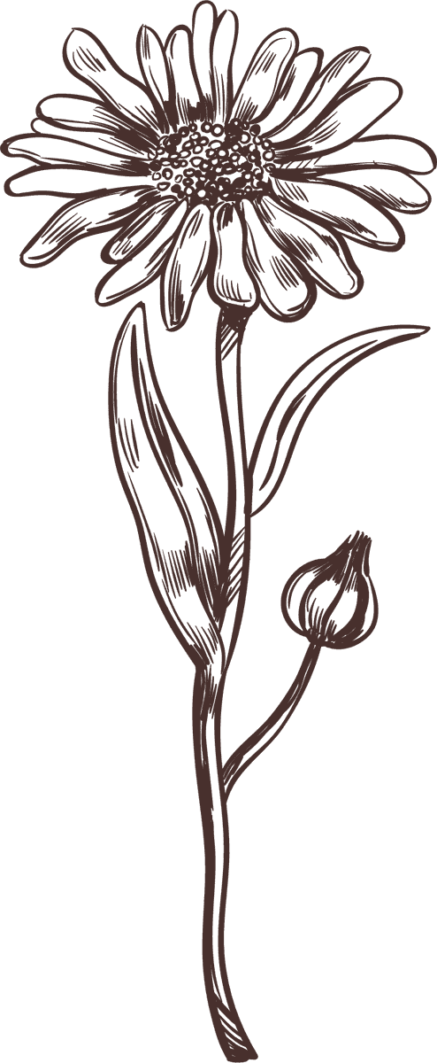 hand drawn medical herbs collection featuring botanical illustrations for natural remedies and wellness