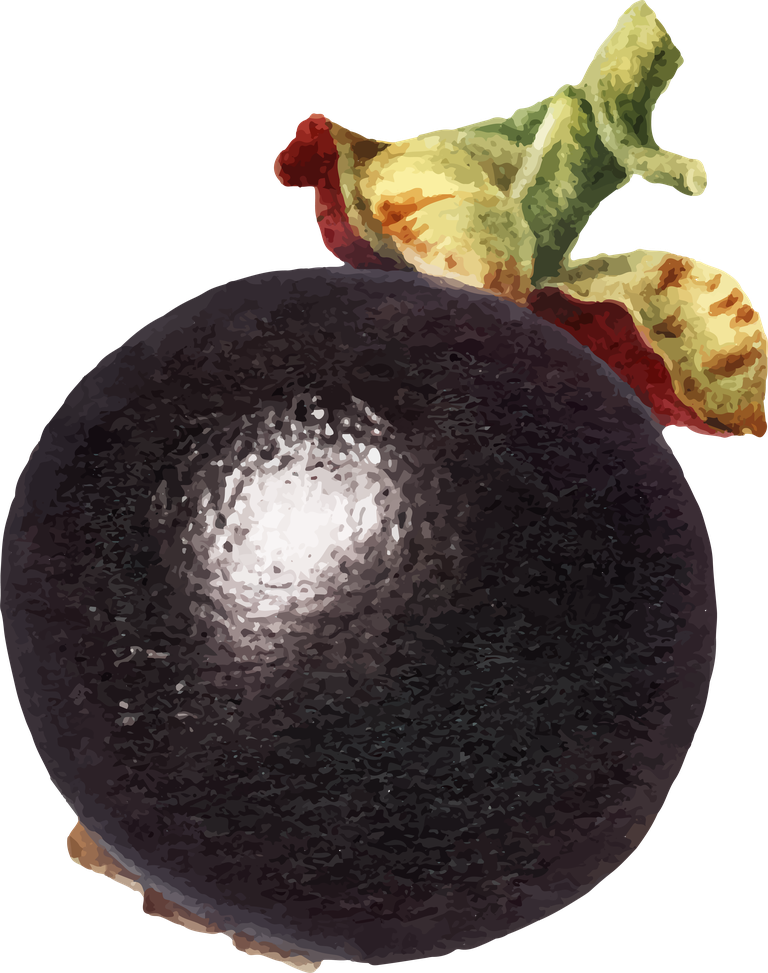 hand drawn natural fresh mangosteen icon