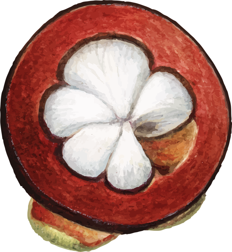 hand drawn natural fresh mangosteen icon