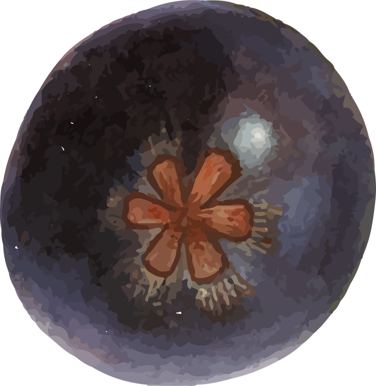 hand drawn natural fresh mangosteen icon