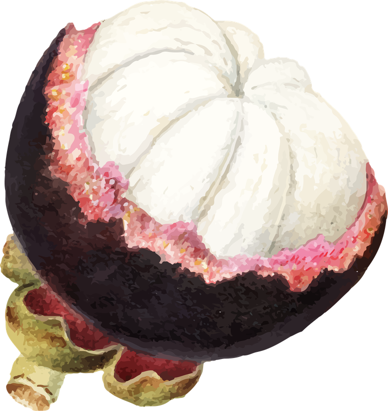 hand drawn natural fresh mangosteen icon