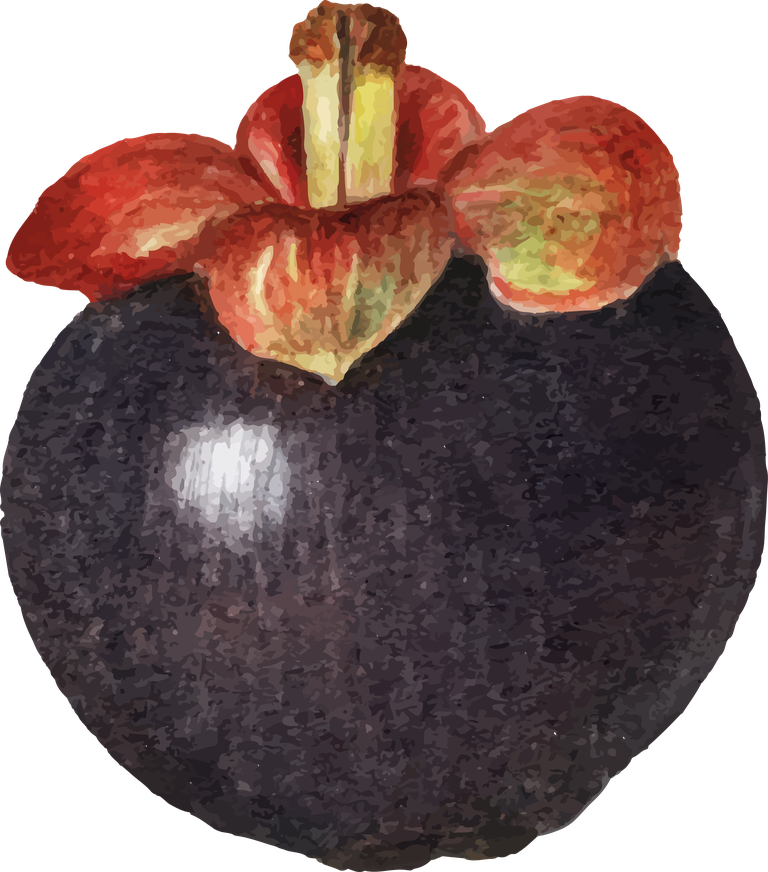 hand drawn natural fresh mangosteen icon