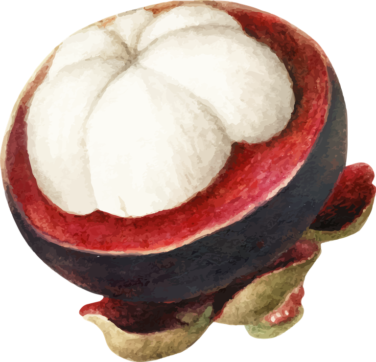 hand drawn natural fresh mangosteen icon