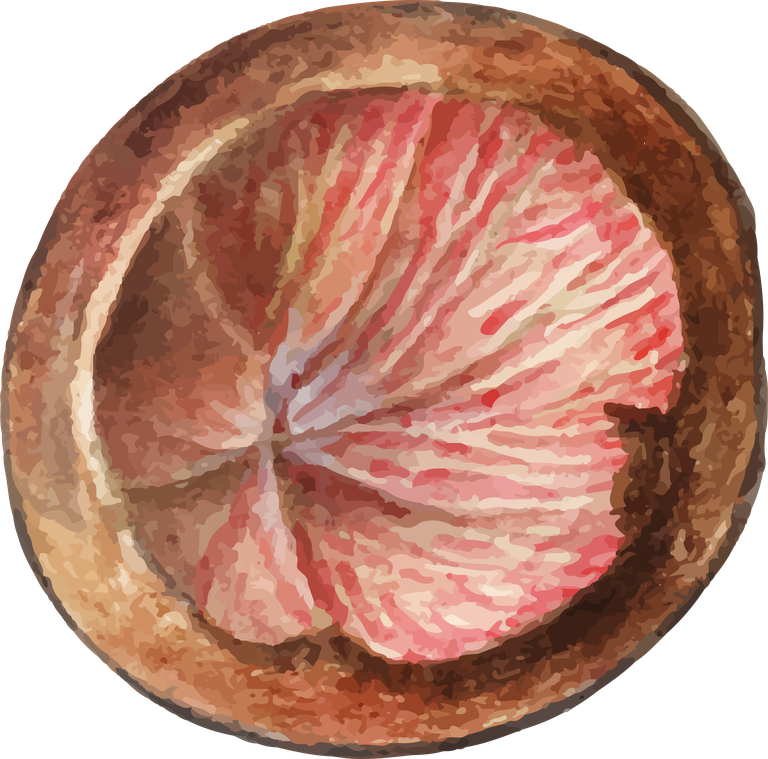 hand drawn natural fresh mangosteen icon