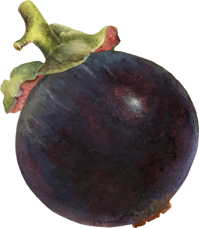 hand drawn natural fresh mangosteen icon