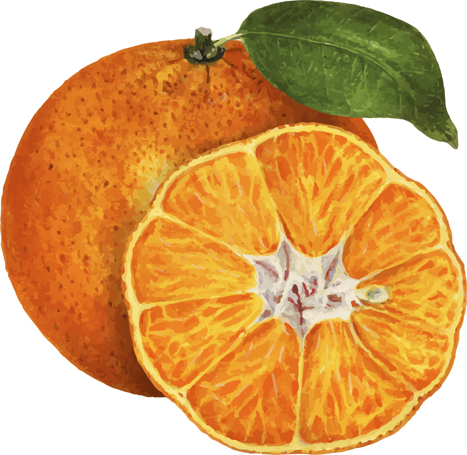 hand drawn natural fresh orange with vibrant color and juicy texture for organic products