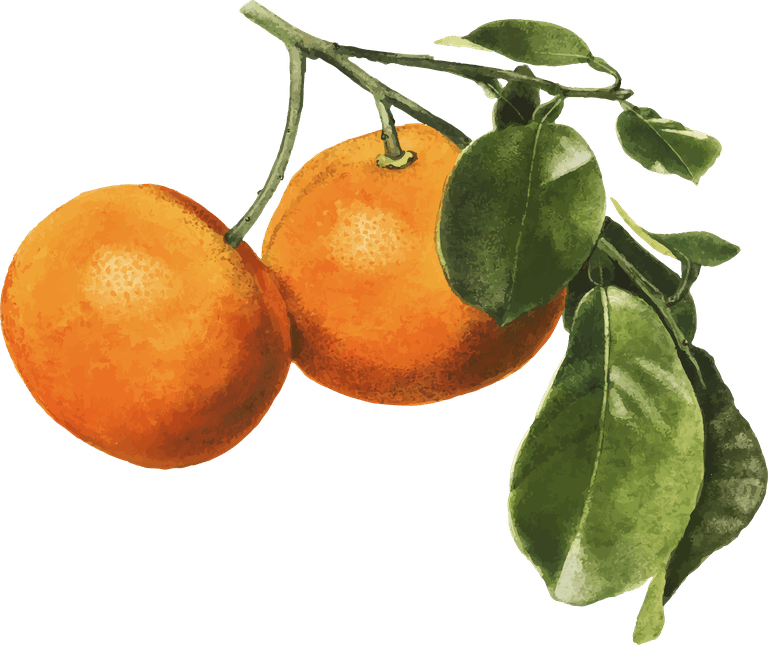 hand drawn natural fresh orange with vibrant texture and lush green leaves for organic branding