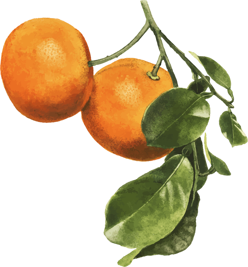 hand drawn natural fresh oranges with vibrant colors and realistic details for various projects