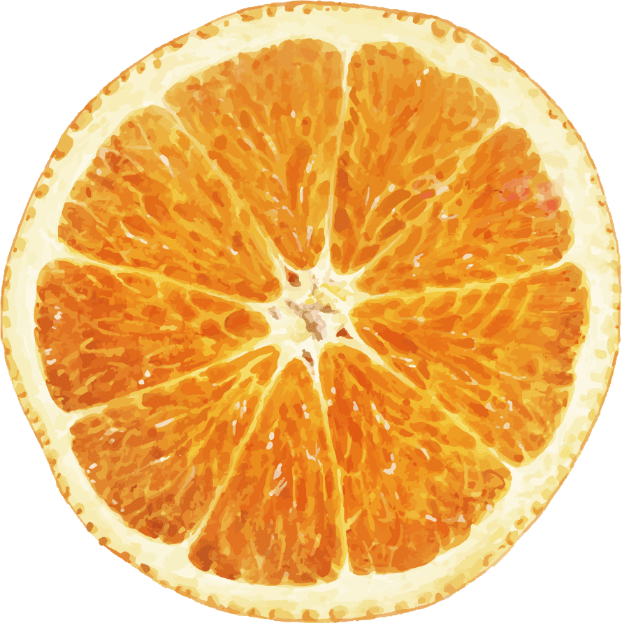 hand drawn natural fresh oranges sliced for vibrant culinary presentations and art