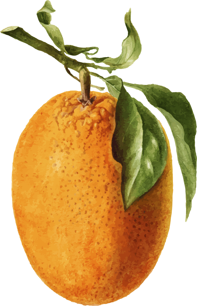 hand drawn natural fresh oranges with vibrant colors and detailed textures for organic themes