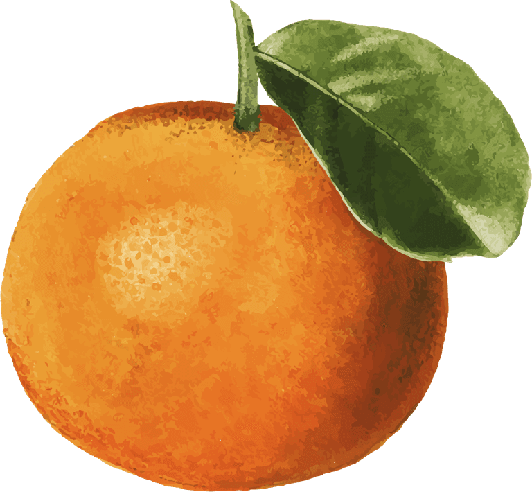 hand drawn natural fresh oranges with vibrant colors and realistic texture for creative projects