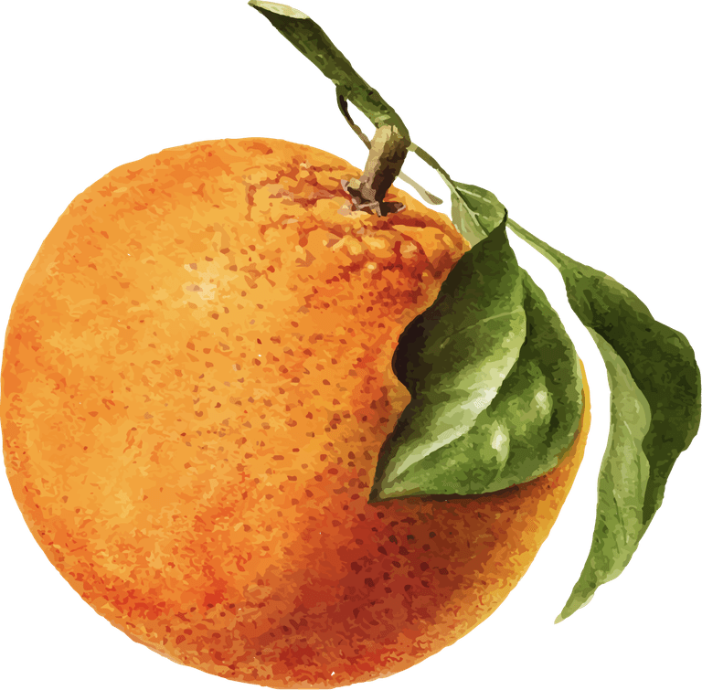 hand drawn natural fresh oranges bursting with flavor and color for your creative projects