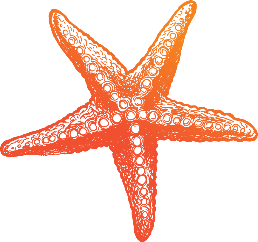 hand drawn nautical objects vector featuring a vibrant starfish for marine-themed projects