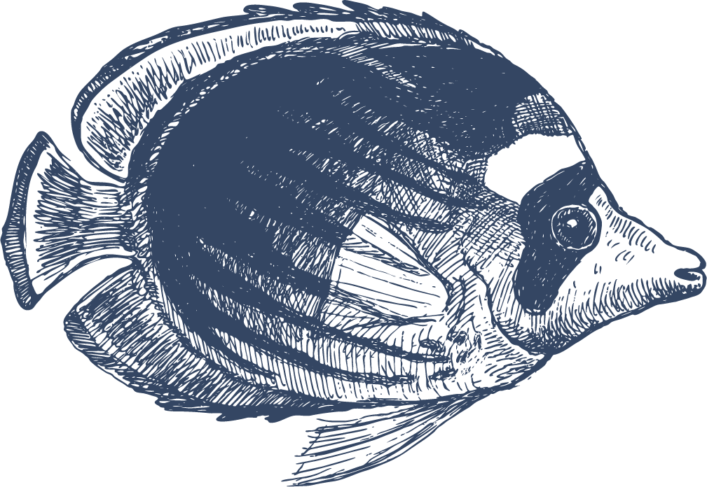 hand drawn nautical objects vector featuring charming marine life for creative projects and decor