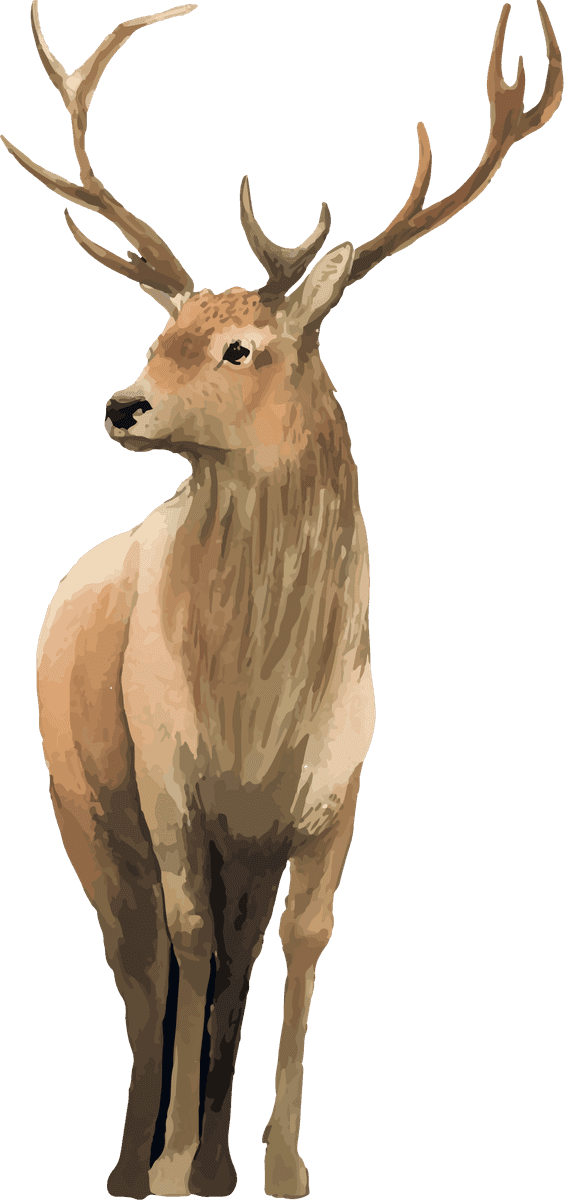hand drawn wildlife set watercolor style