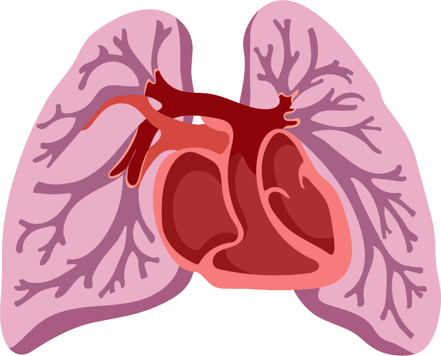 heart and lung medical elements viscera blood medical tools sketch