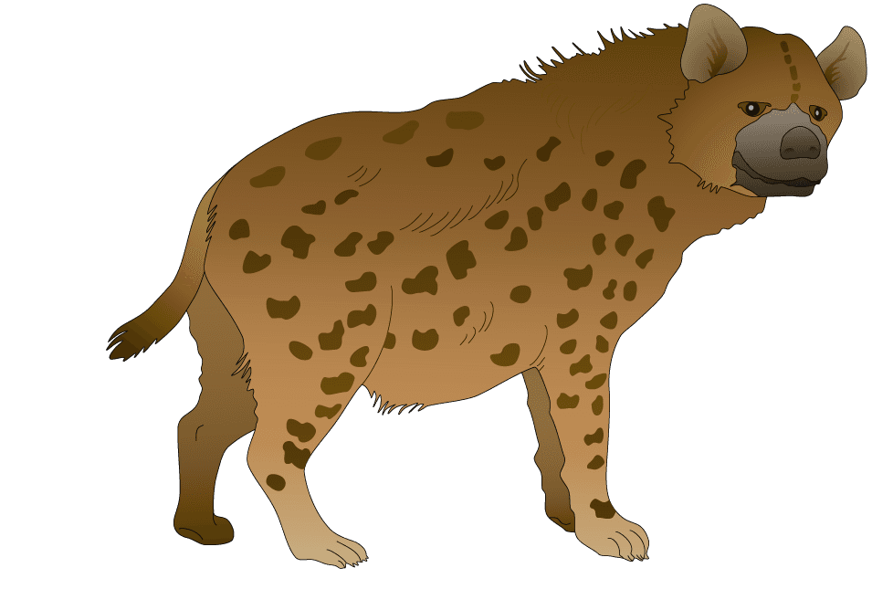 hyenas animal models and silhouette vector
