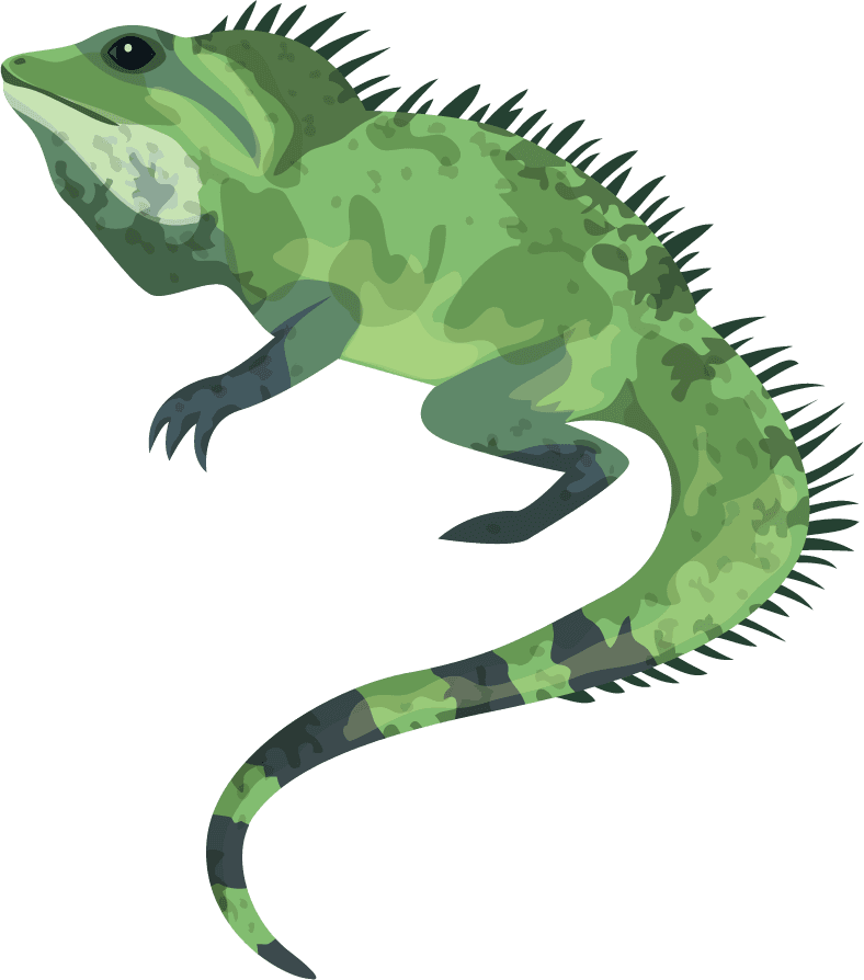 iguana animal education elements python frog iguana sketch