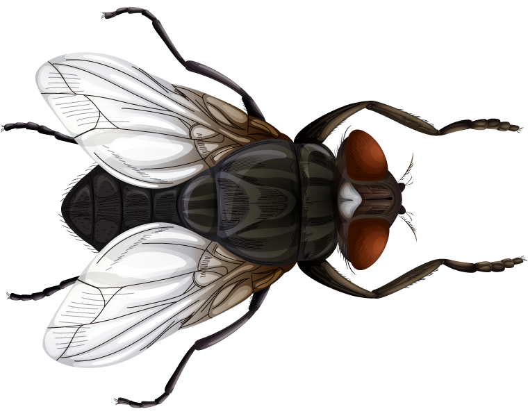 colorful cartoon style insect with detailed features perfect for educational materials