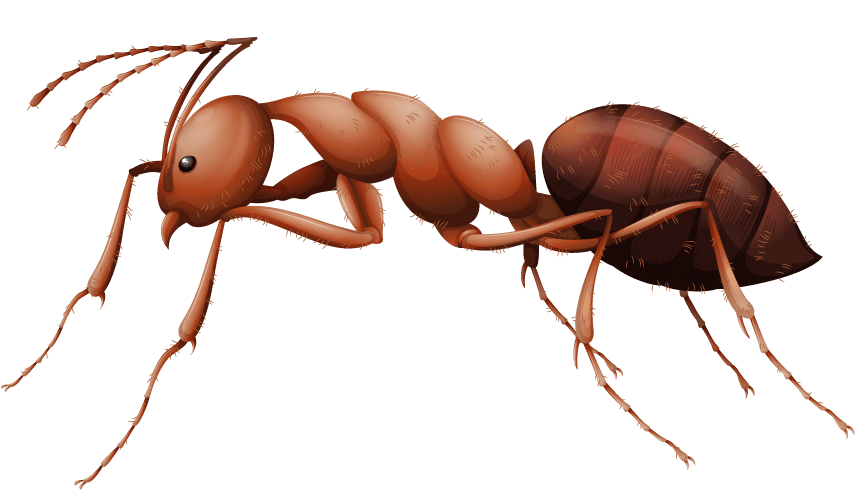 colorful cartoon style insect