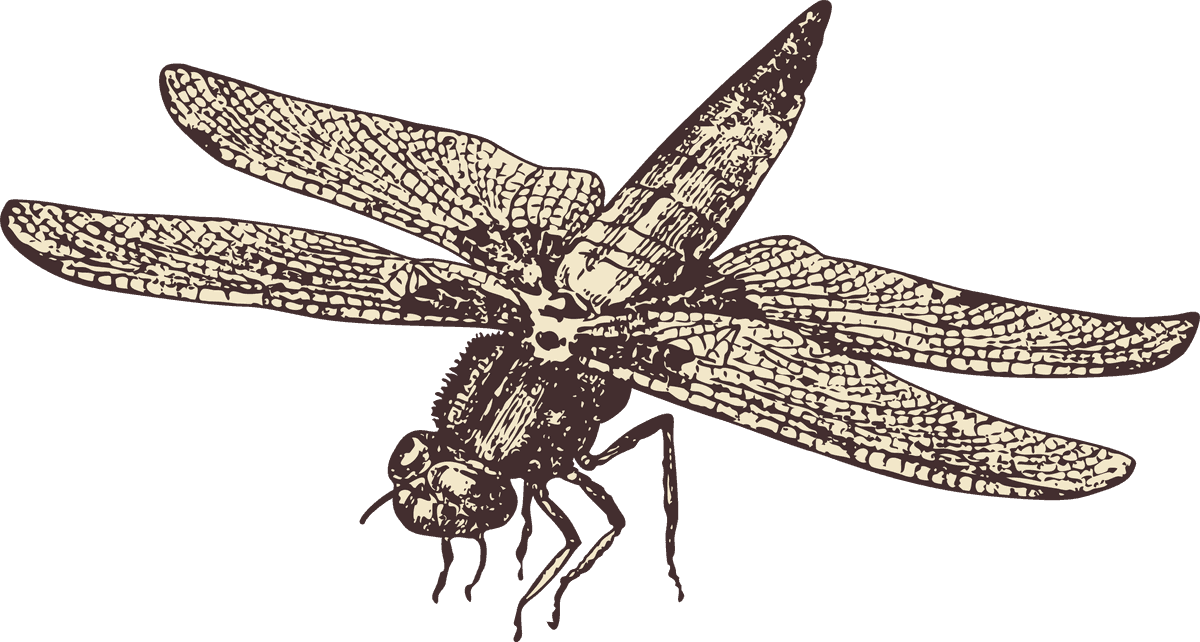 handpainted insects drawing showcasing detailed animals vector illustrations for educational use