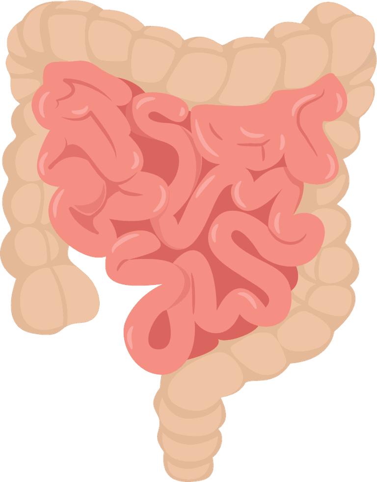 intestine viscera medicine elements organs sketch colored 