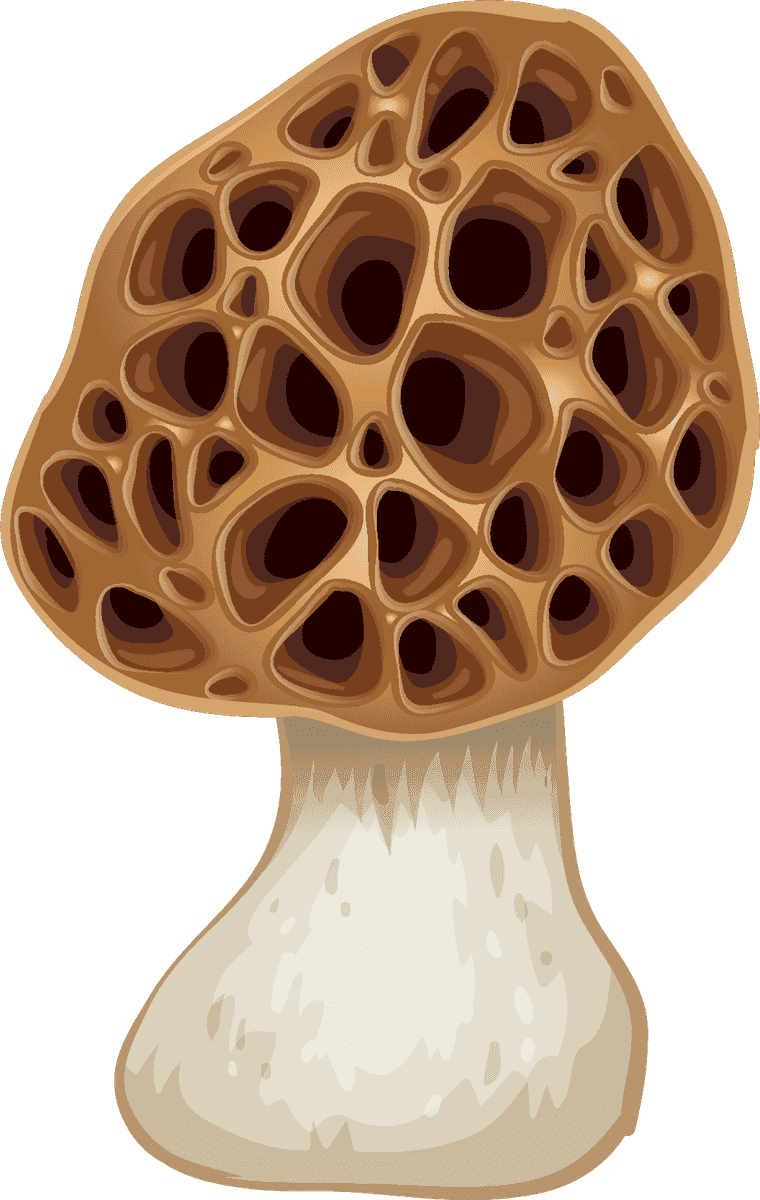 isolated gardening and outdoor objects featuring a detailed morrel mushroom illustration for nature lovers