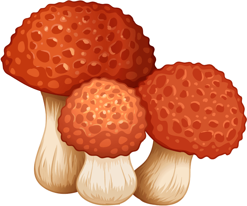 isolated gardening and outdoor objects: colorful red mushrooms for nature-inspired projects