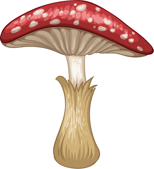 isolated gardening and outdoor objects with vibrant red mushroom illustration for natural decor