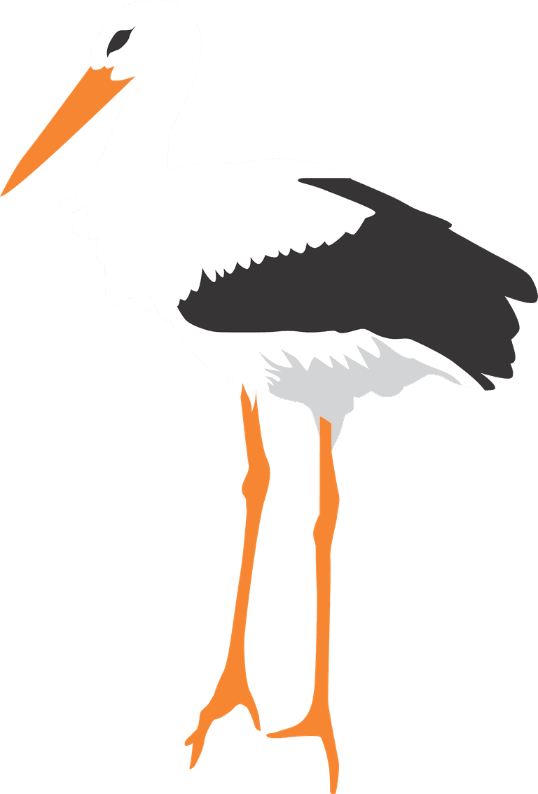 isolated white stork in different poses