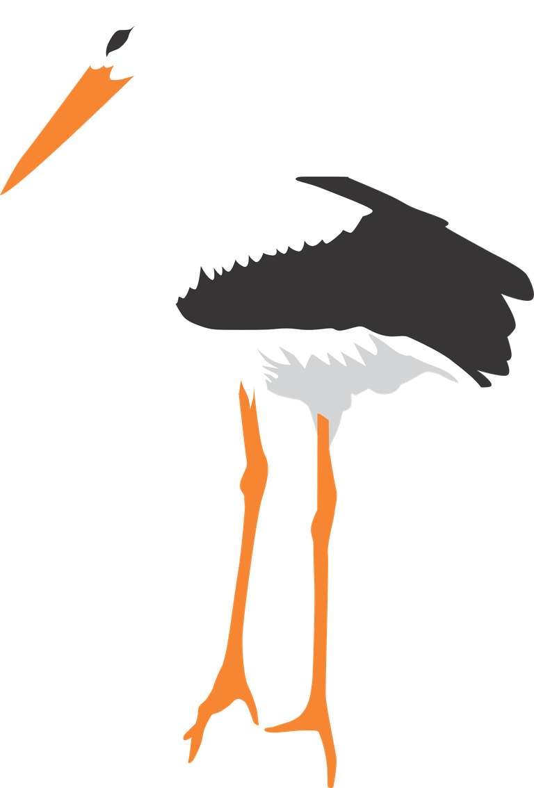 isolated white stork in different poses