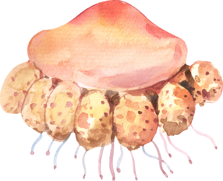jellyfish set isolated watercolor sea animal