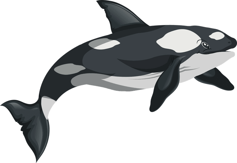 killer whales whale species icons swimming sketch black white 