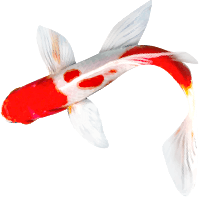 koi fish on a white background suitable for decoration