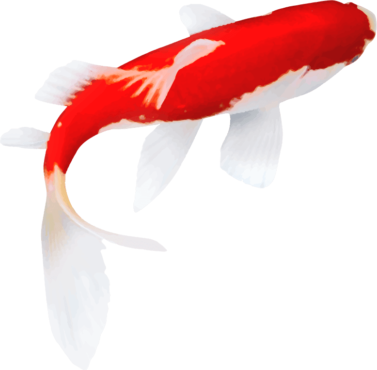 koi fish on a white background suitable for decoration