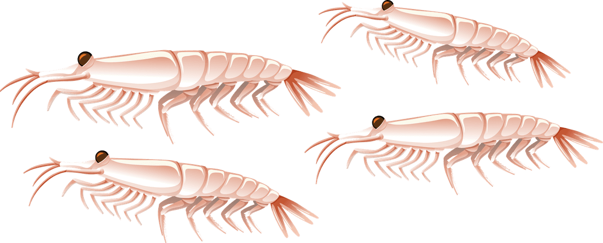 krill arctic food chain diagram concept