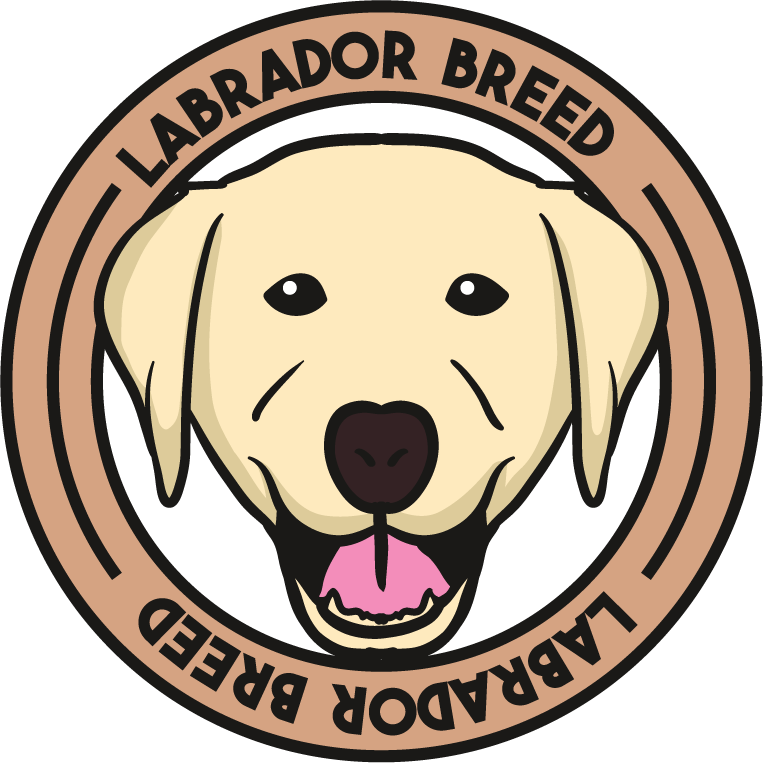 Labrador dog cute draw beautiful