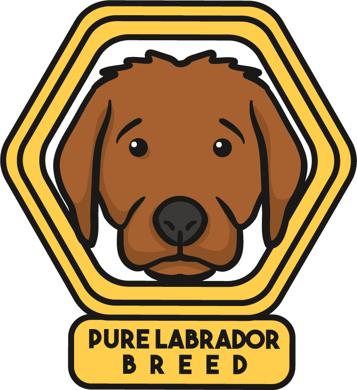 Labrador dog cute draw beautiful