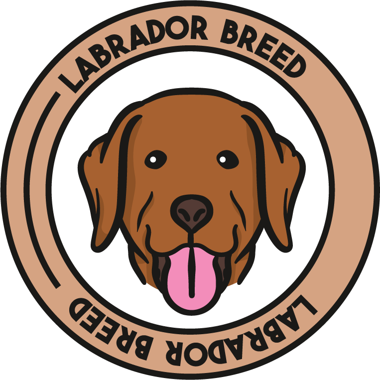 adorable labrador dog cute draw beautiful for pet lovers and home decor
