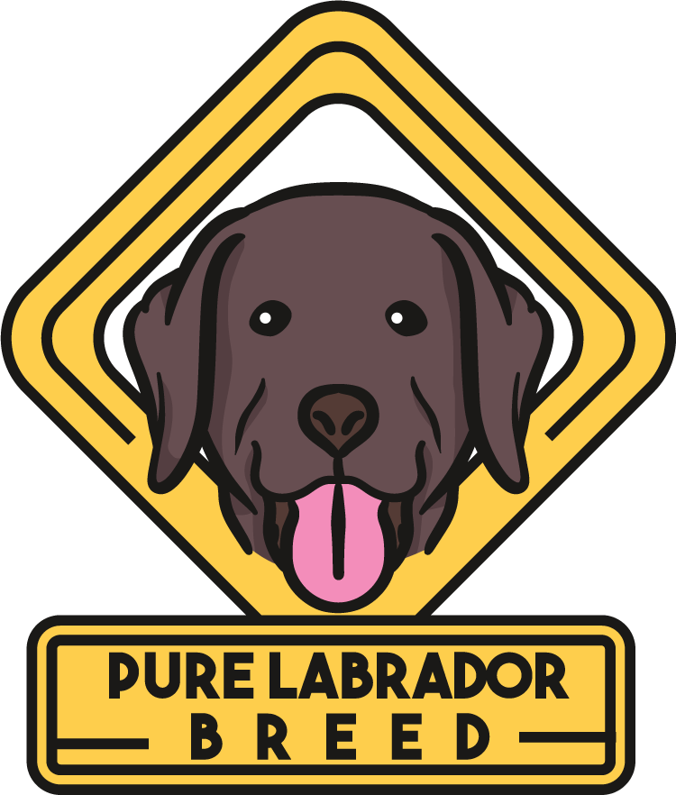labrador dog cute draw beautiful illustration with cheerful expression and vibrant colors