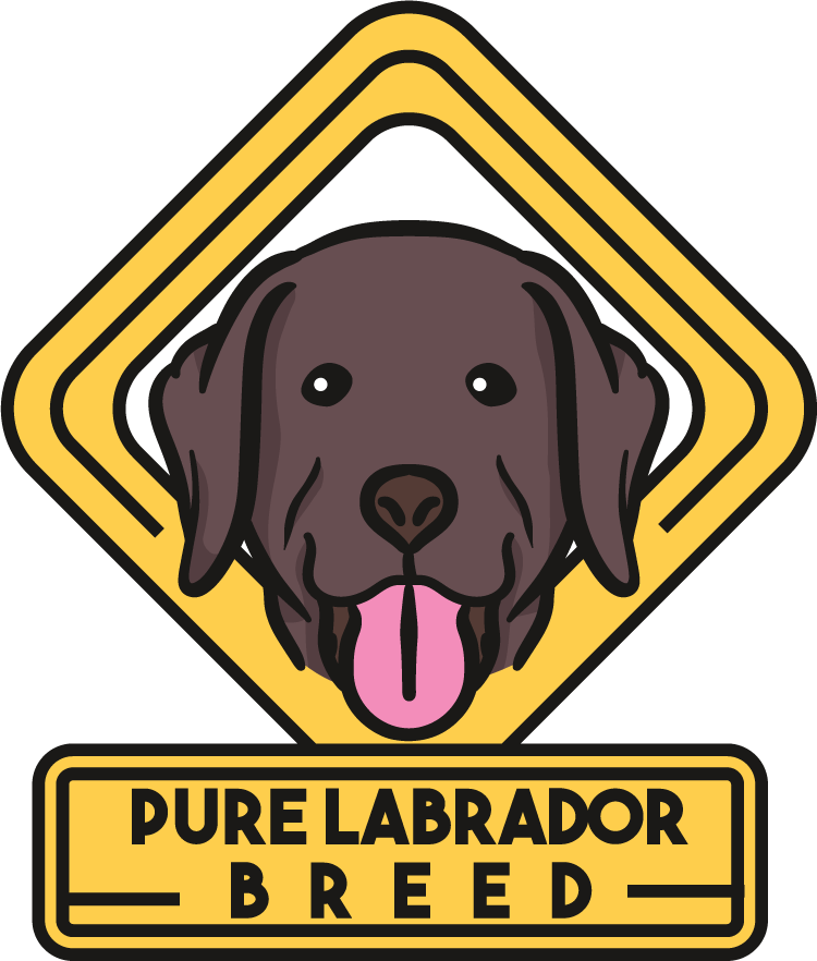 Labrador dog cute draw beautiful