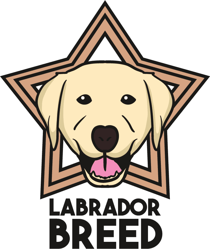 Labrador dog cute draw beautiful
