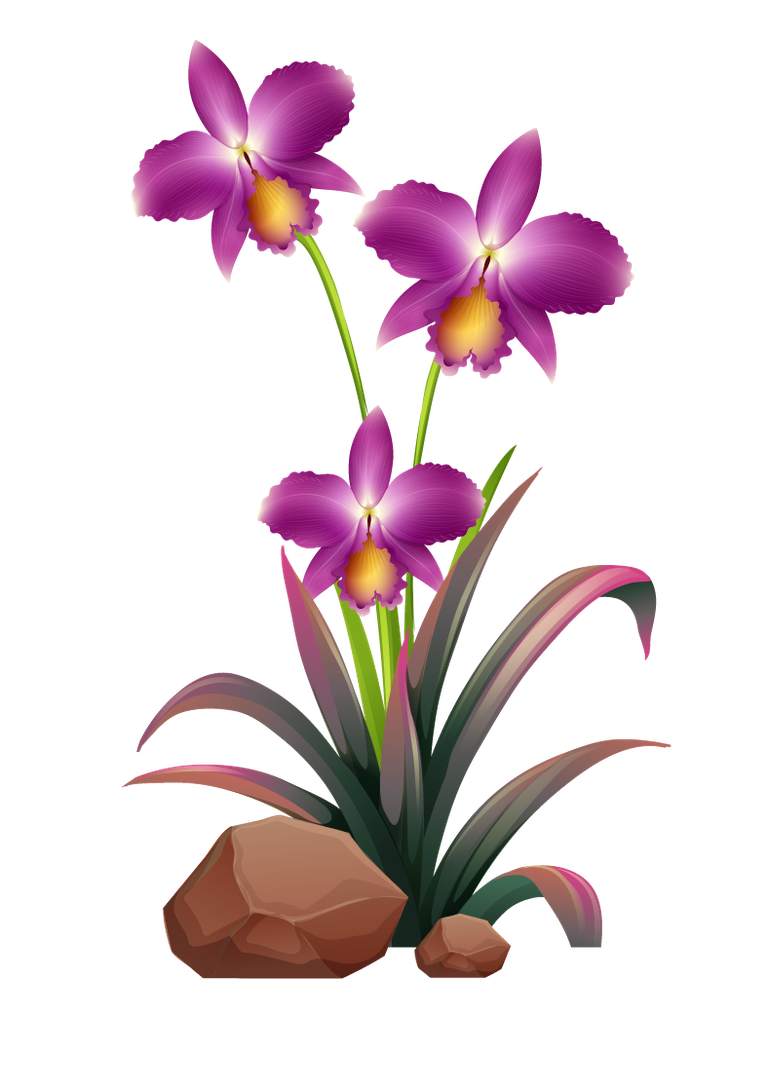 large colorful flowers rocks wood for vibrant nature-inspired decoration