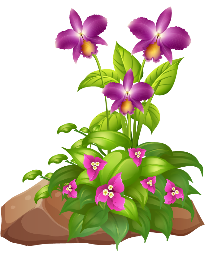 large colorful flowers rocks wood with vibrant orchids and lush greenery for nature lovers
